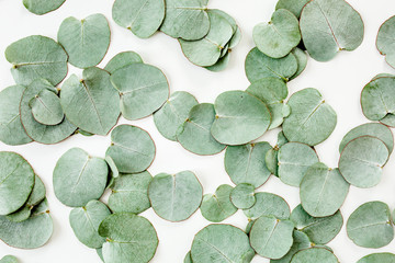 Wall Mural - Background/Texture made of green eucalyptus leaves. Flat lay, top view