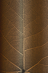 Distress tree leaves, leaflet texture on golden background. Black and white grunge background.
