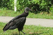 Black Vulture On The Grass
