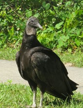 American Black Vulture In Florida