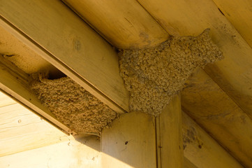 Nests of swallows under the roof of the wooden house. Russia.