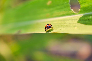 small, ladybug, bug, insect, red, nature, spring, summer, ladybird, animal, beetle, wildlife, isolated, white, black, natural, beauty, background, design, fly, cute, illustration, lady, garden, color,