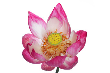 Wall Mural - lotus flower