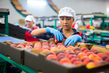 Latino woman sorts fresh peaches on a fruit packing line