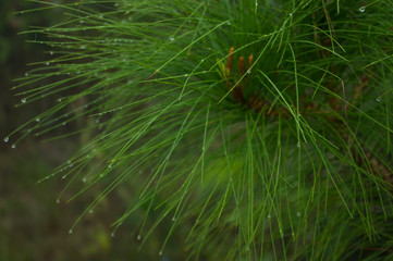 Wall Mural - Leaves with morning dew for background image