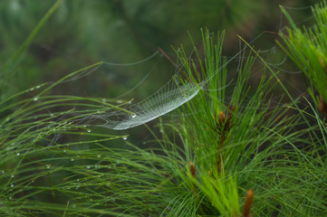 Wall Mural - Spider web between leaf and morning dew