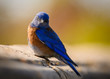 Close up of a Western Blue Bird Sitting on a Wall Looking at the Camera. 