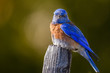 Close up of a Western Blue Bird Sitting on a Wooden Tree Stake Looking at the Camera. Very shallow depth of field. 