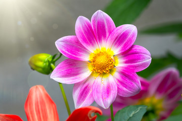 beautiful purple cosmos flower on green blured background. violet flower cosmos bipinnatus, commonly