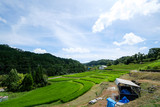 Fototapeta Mapy - Midsummer, a view of the terraced rice fields in Akasaka, Osaka