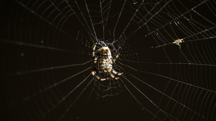 spider on web