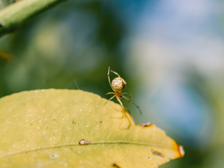Wall Mural - spider on a leaf