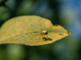 Wall Mural - spider on leaf