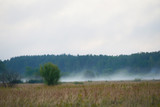 Fototapeta Natura - on the edge of the forest against the background of a green meadow and dramatic clouds in the sky. Fog over the fields at the Red sunrise. photo of a natural landscape in summer early in the morning