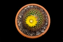 Close Up Of Yellow Cactus Flower Blossom In Brown Pot On Black Background.