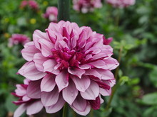 A Dahlia In Bloom, With A Focus On The Center Of The Image And Areas Of Sharp Blur. Pink-red Flower Color With Scattered Water Droplets As Remnants Of A Previous Rain