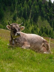 Wall Mural - Brown cow with horns and cow bell sitting on green grass, looking into the valley