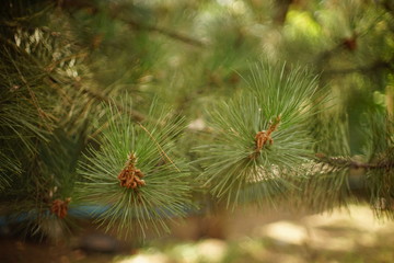 Lush pine tree branch closeup with art selective focus