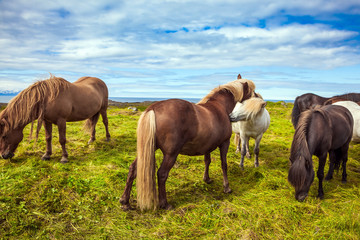 Wall Mural - Well-groomed Icelandic horses