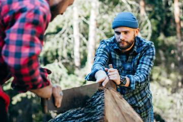 Wall Mural - Two brutal bearded foresters saw a tree.