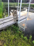 Fototapeta Krajobraz - cat in the garden