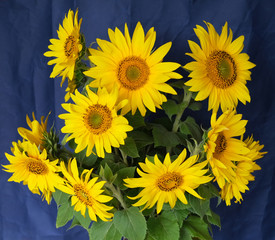 Wall Mural - a bouquet of sunflowers on a blue background