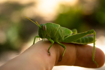 Bright green grasshopper on a finger