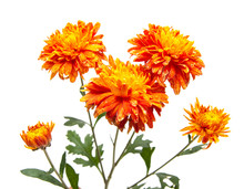 Orange Chrysanthemum Flower On White Background