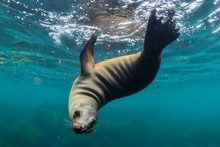 Sea Lion Swimming