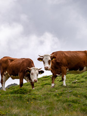 Wall Mural - Two brown and white checked cows in the alps on a Green meadow in the Italian alps. Organic livestock of beef in the alps. 