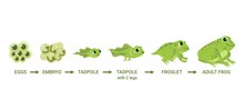 Frog Life Cycle. Egg Masses, Tadpole, Froglet, Frog Metamorphosis. Wild Water Animals, Evolution Development Toads Cartoon Vector Diagram. Illustration Amphibian, Frog Development