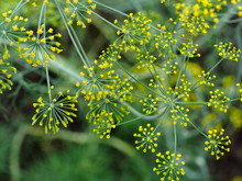 Inflorescences And Dill Seeds Close Up