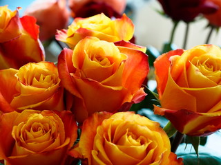 Sticker - bouquet of red-orange roses close-up