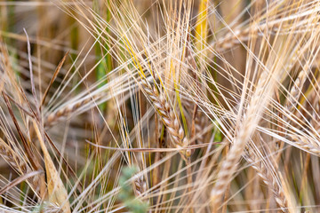 close up of wheat