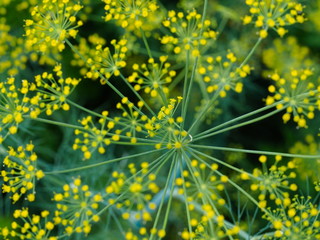 Wall Mural - inflorescences and dill seeds close up