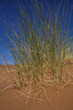 © litchi cyril - landscapes of Morocco