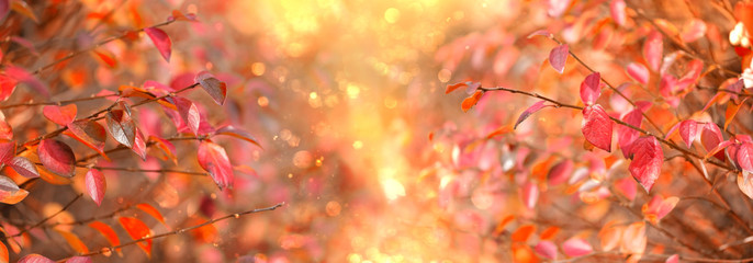 autumn natural background. bright red fall leaves on branches outdoor. symbol of autumn season. beau
