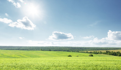 Canvas Print - field of spring grass and perfect sky