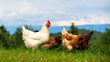 Glückliche freilaufende Hühner auf dem Land- Bioeier aus der Region