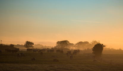 Wall Mural - Dairy cows grazing in a grass meadow during misty sunrise morning in rural Ireland