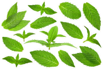 Wall Mural - Spearmint herb leaf closeup