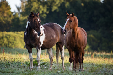 Two horses in a meadow during summer morning