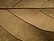 dry brown leaf texture background