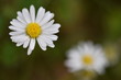 Closeup of a small daisy flower