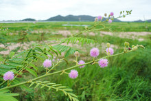 Giant Mimosa Flower Blooming With Mountain Background