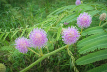 Giant Mimosa Flower Blooming With Green Field Background