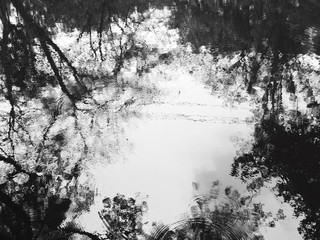 Poster - abstract reflection of water with shadow of tree black and white style