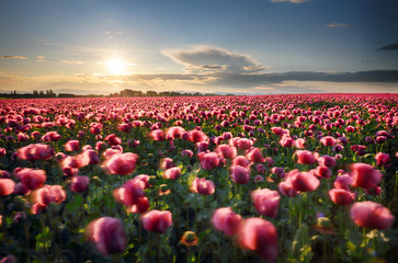 Poster - Landscape with nice sunset over poppy field