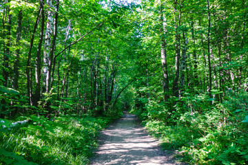 Wall Mural - Pathway in summer forest for walking & bicycle rides