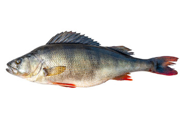 Big river perch fish isolated on white background with clipping path. River bass isolated on white background.